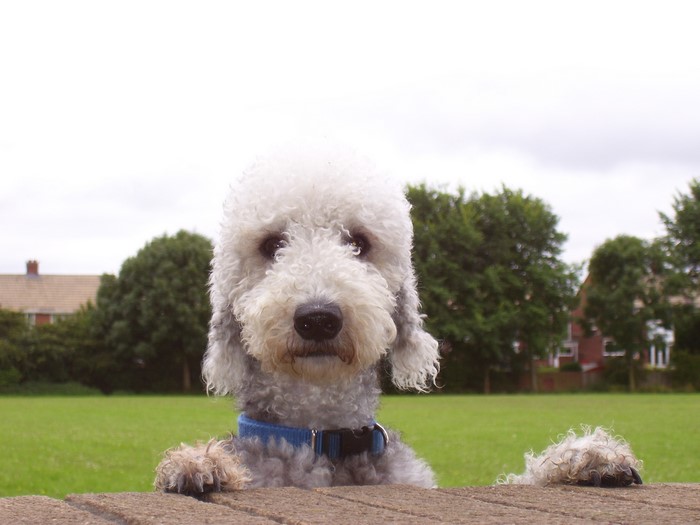 Bedlington Terrier dog looking over a wall
