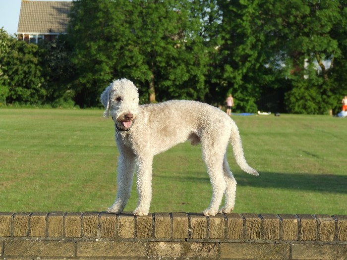 A Bedlington Terrier stands on a brick wall