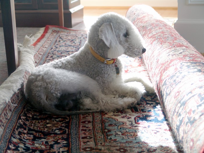Bedlington Terrier dog lying on a rug