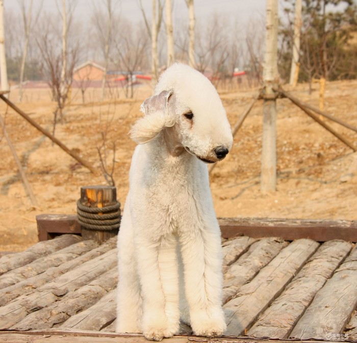 White Bedlington Terrier dog sitting on wooden planks