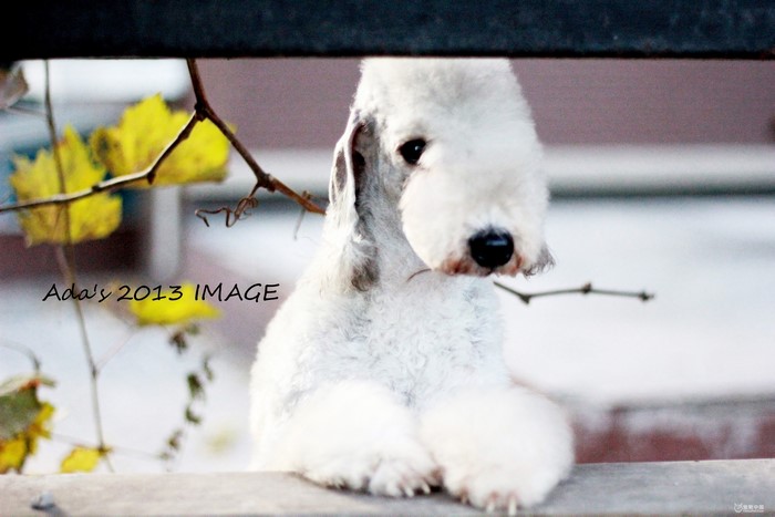Bedlington Terrier dog peeking through a fence