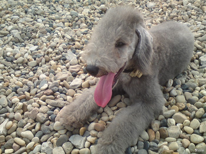 Bedlington Terrier lying on stones
