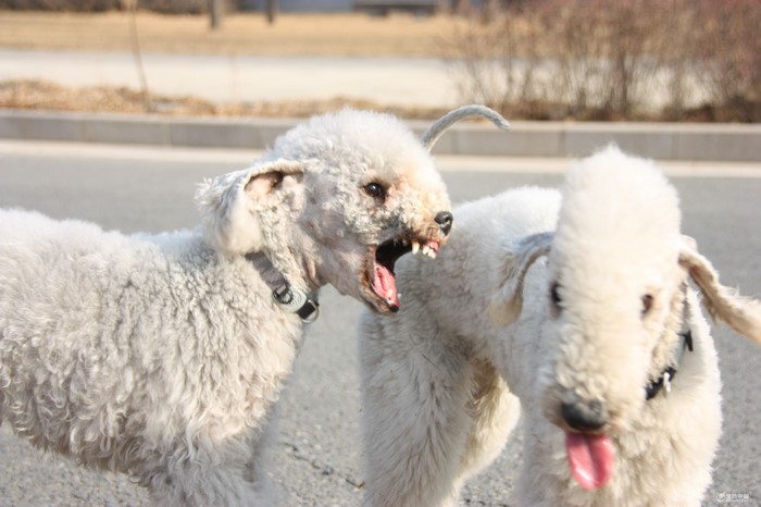 Two Bedlington Terriers interacting