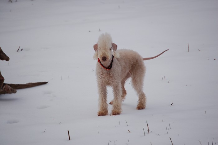 Bedlington Terrier dog in the snow