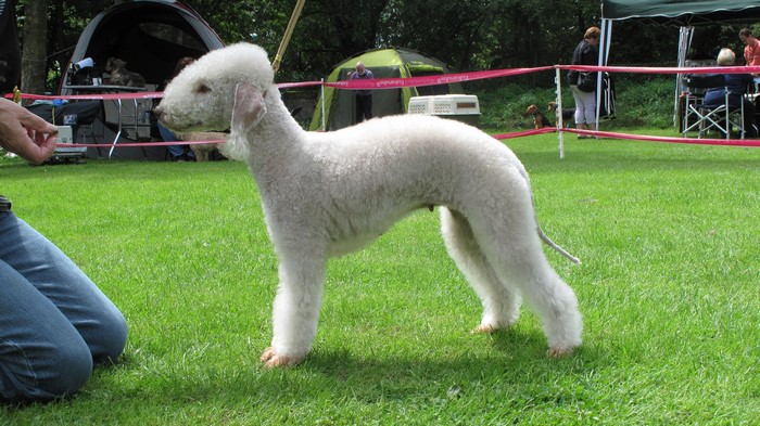 Bedlington Terrier dog on grass at a dog show