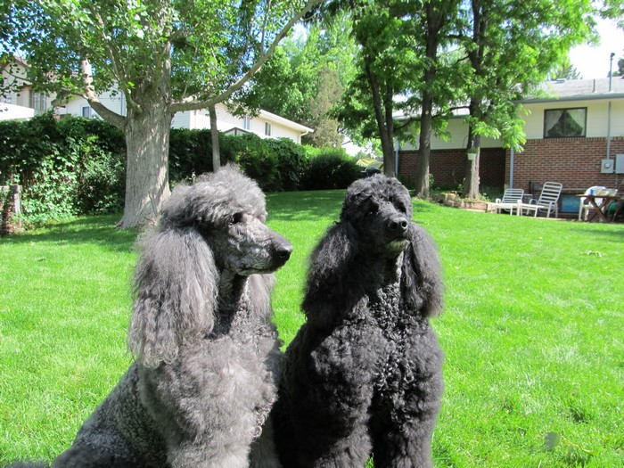 Two Poodles, Black and Gray, on Grass