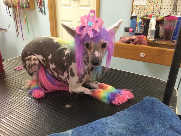 Chinese Crested dog with rainbow grooming