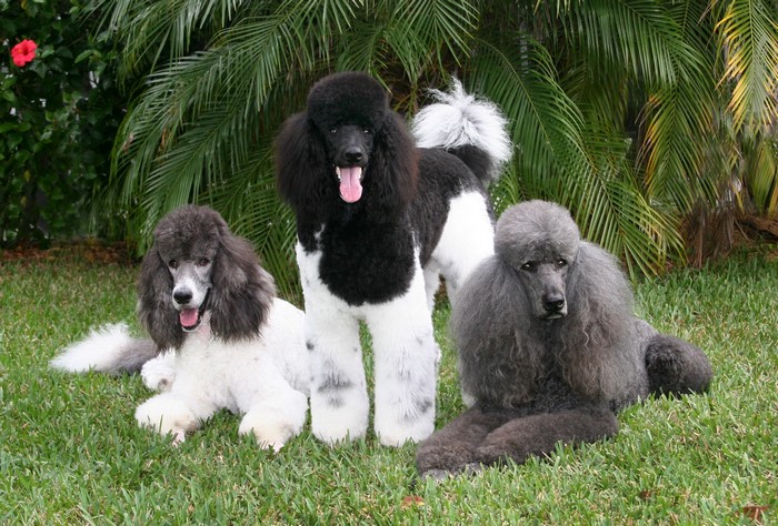 Three Poodles on Grass