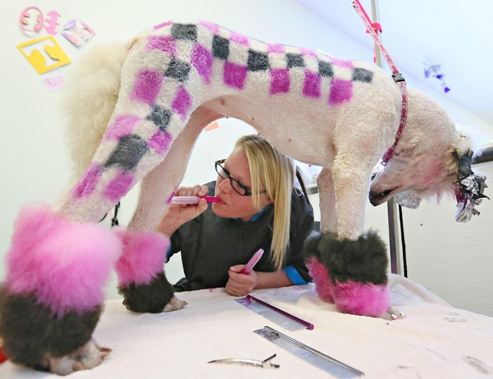 Dog groomer dyes poodle's fur pink and grey