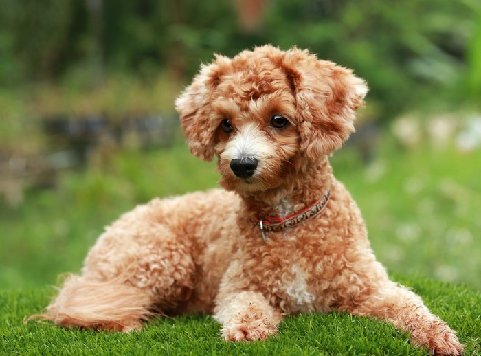 A small poodle dog lying on grass