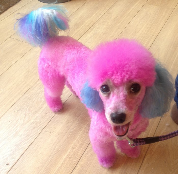 Pink poodle with blue and purple dyed fur