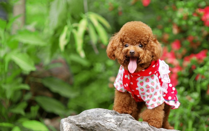 Brown Poodle puppy wearing a strawberry dress