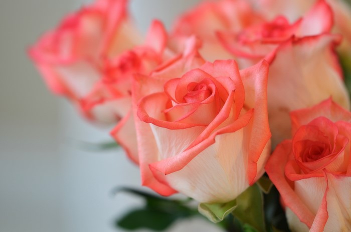 Close-up of Pink and White Roses