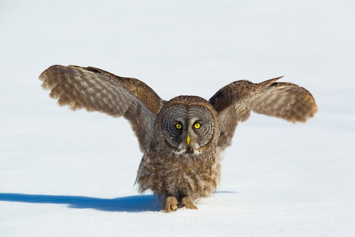 Great Grey Owl with Wings Spread on Snow