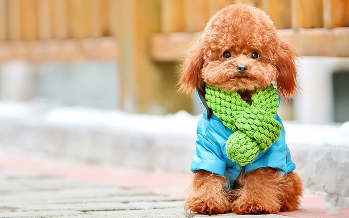 Toy Poodle wearing a blue jacket and green scarf