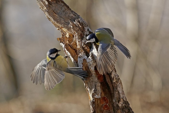 Two Great Tits on a Tree Trunk