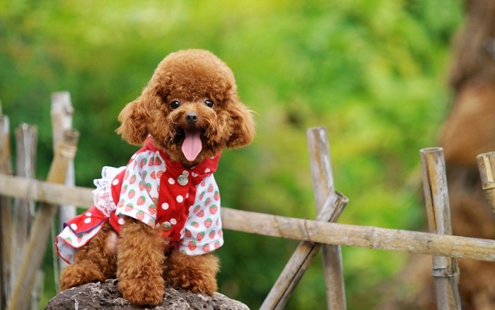 Brown Poodle puppy wearing a strawberry-themed outfit