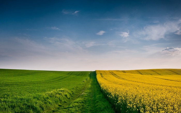 Green and yellow fields under a blue sky