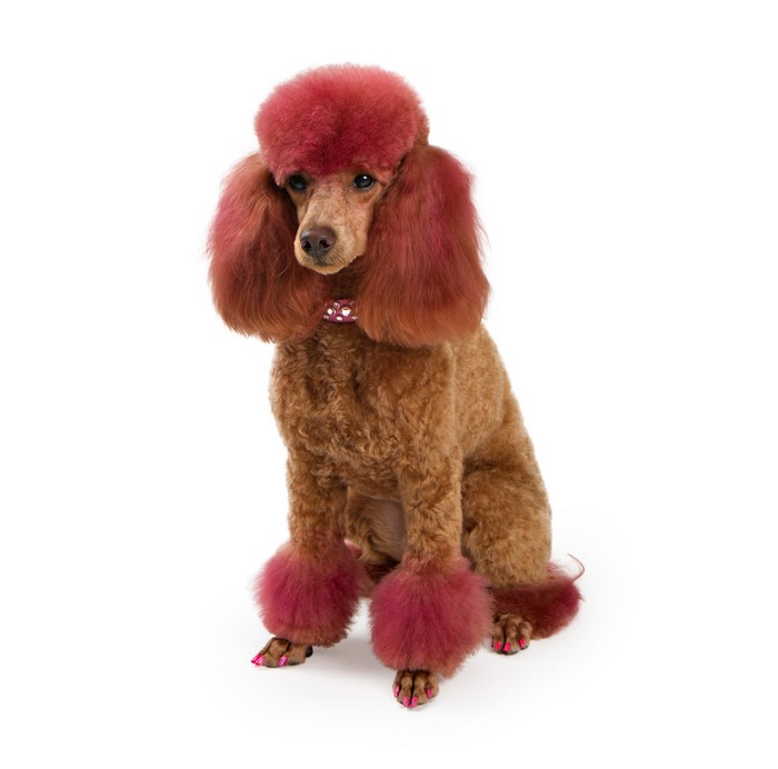 Poodle with dyed fur and painted nails
