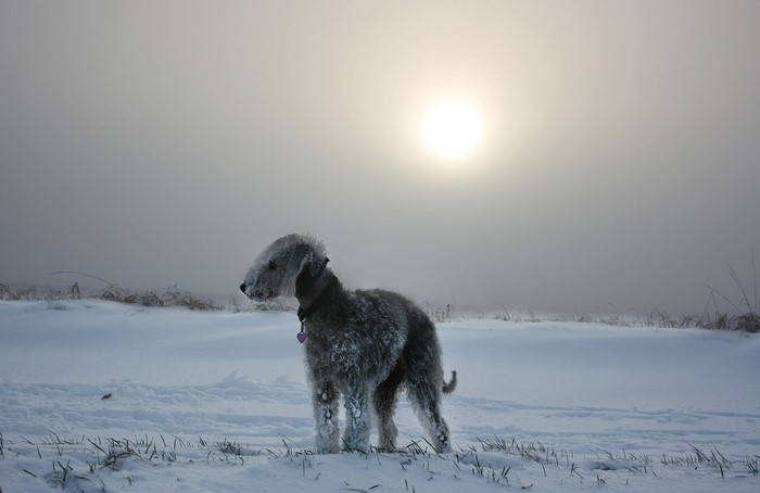 Bedlington Terrier in the Snow