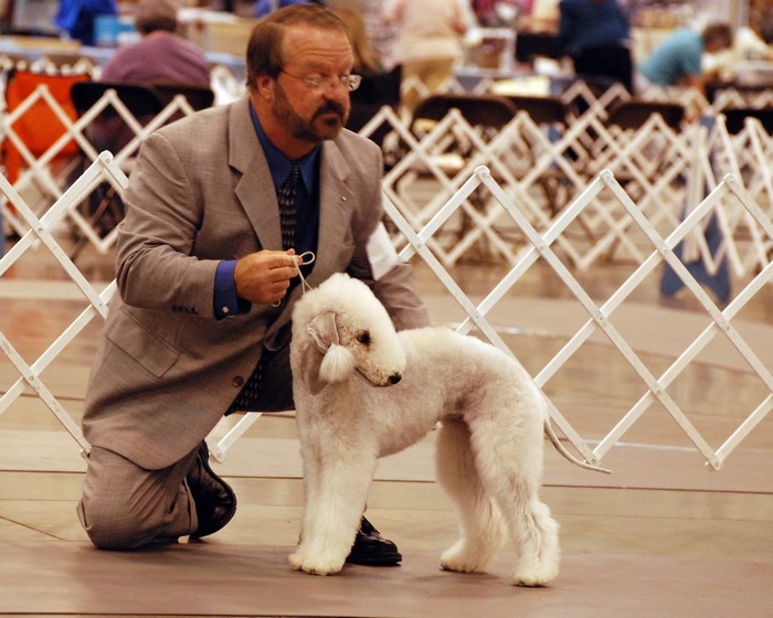 Man with Bedlington Terrier at Dog Show