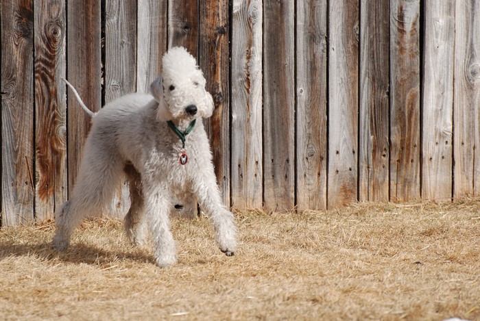 Bedlington Terrier dog in front of wooden fence
