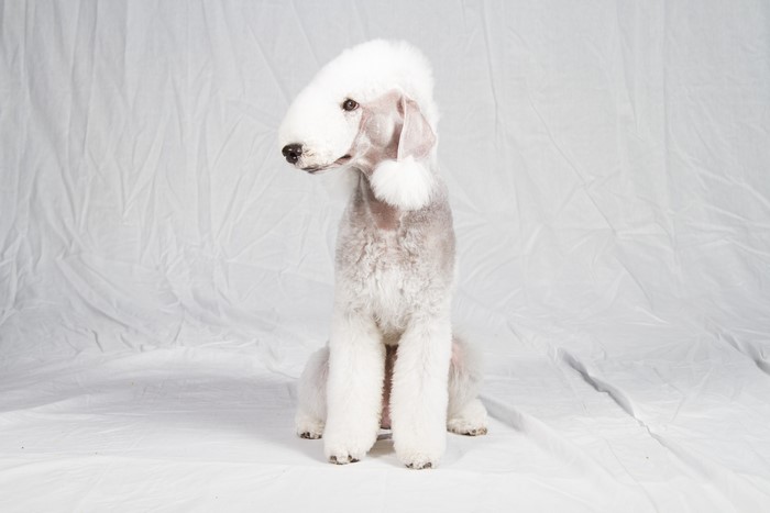 Bedlington Terrier dog sitting on white background