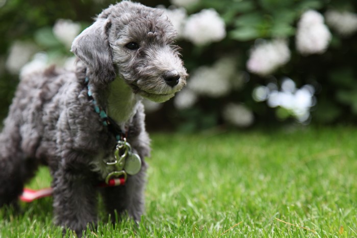 Bedlington Terrier Puppy on Grass