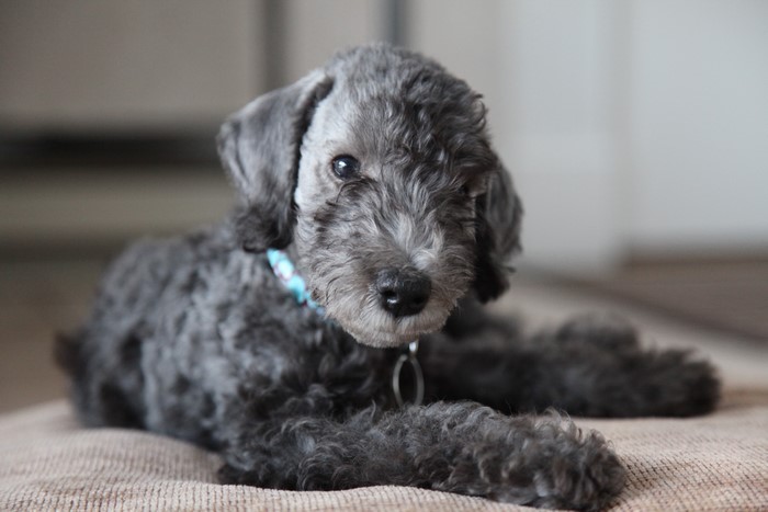 Bedlington Terrier Puppy with Blue Collar