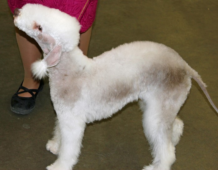 Bedlington Terrier dog