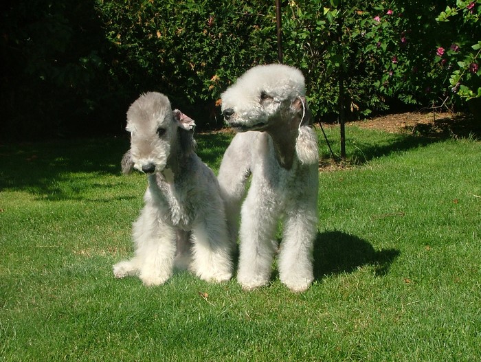 Two Bedlington Terriers on Grass