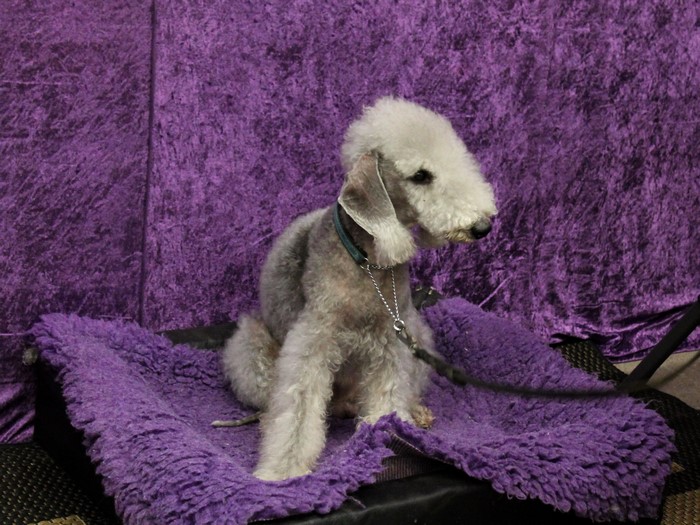 Bedlington Terrier dog sitting on purple rug