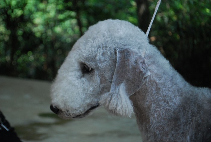 4K Bedlington Terrier Dog Head