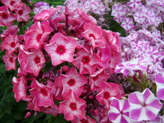 Pink and white phlox flowers in bloom