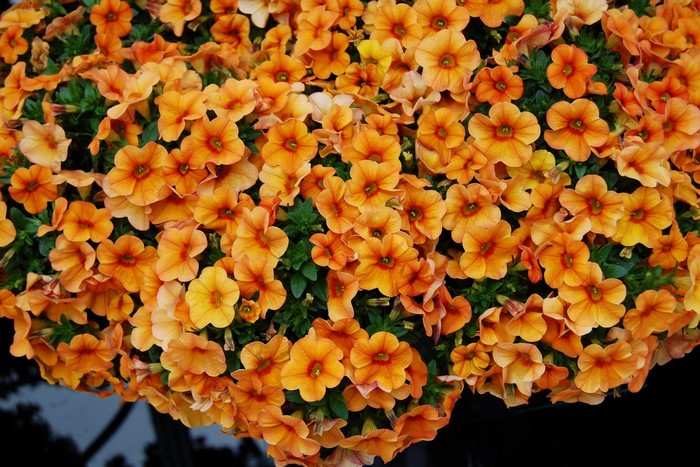 Vibrant Orange Calibrachoa Flowers Cluster