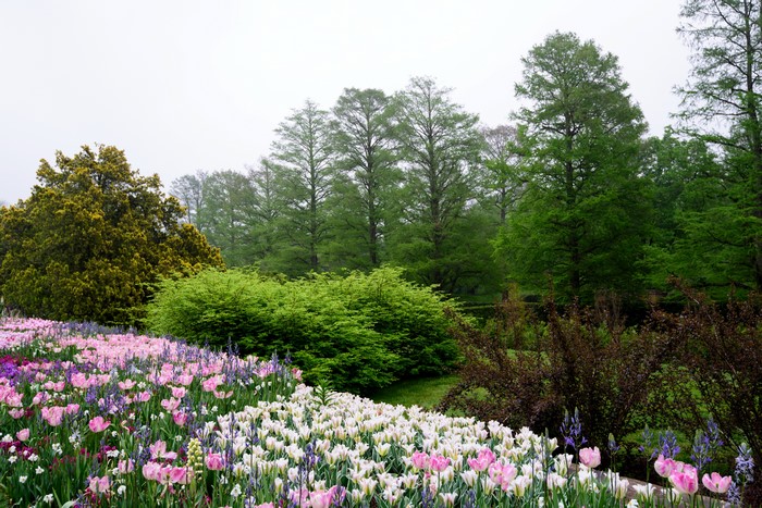 Tulips and Trees at Longwood Gardens, Pennsylvania