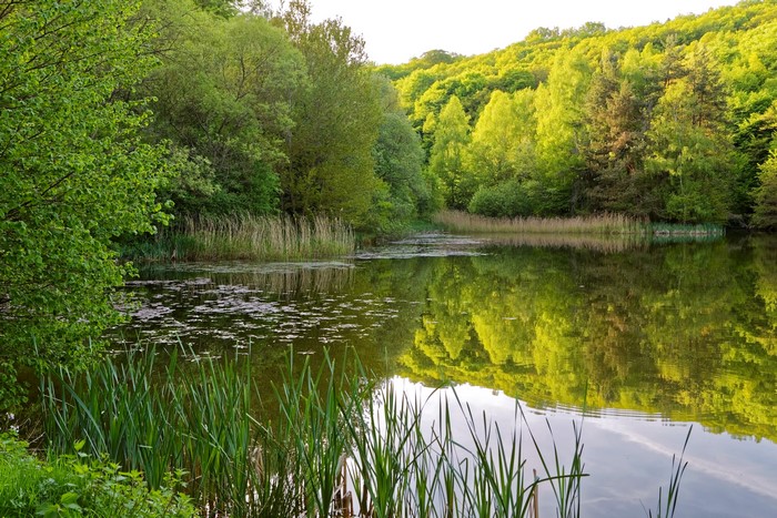 Lake and forest reflection in summer