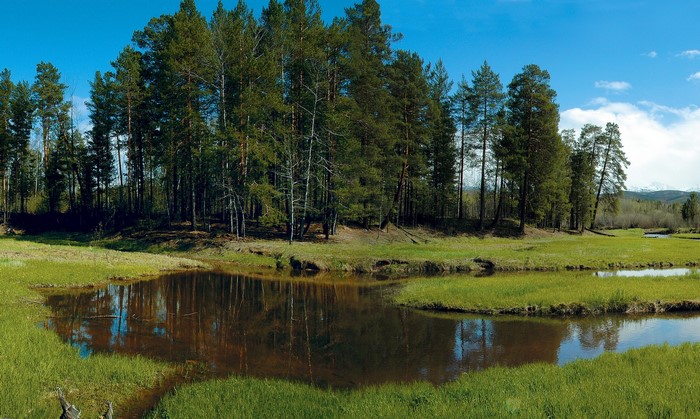 A forest with a pond and green fields