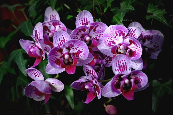 Close-up of purple and white orchids