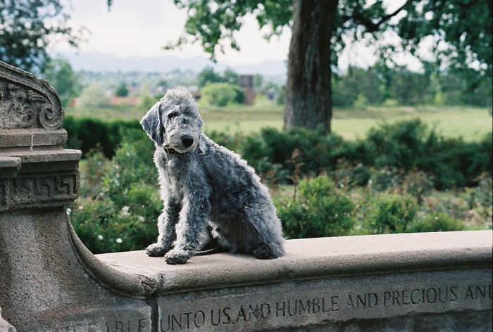Bedlington Terrier sitting on a stone wall