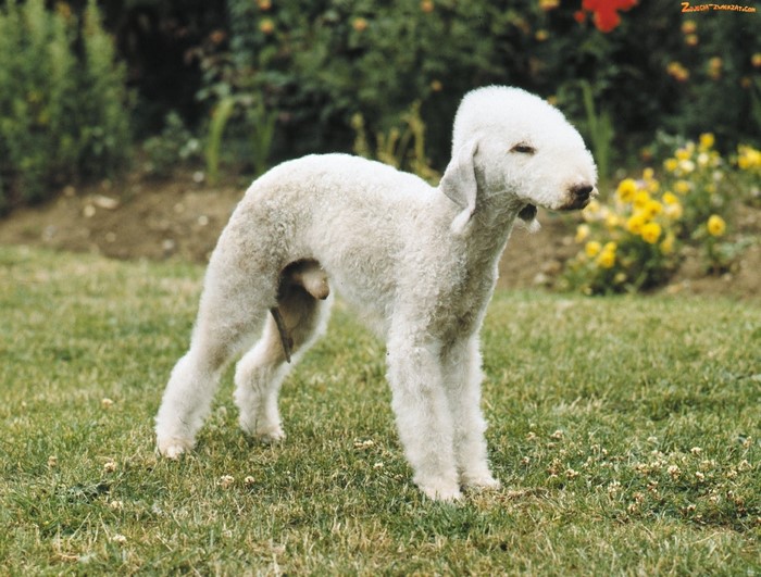 White Bedlington Terrier dog standing on grass
