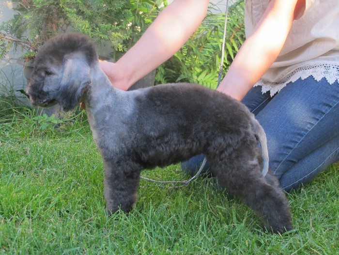 Bedlington Terrier dog standing on grass