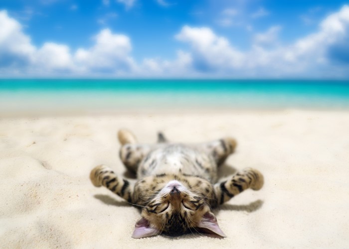 Bengal cat sleeping on a sandy beach