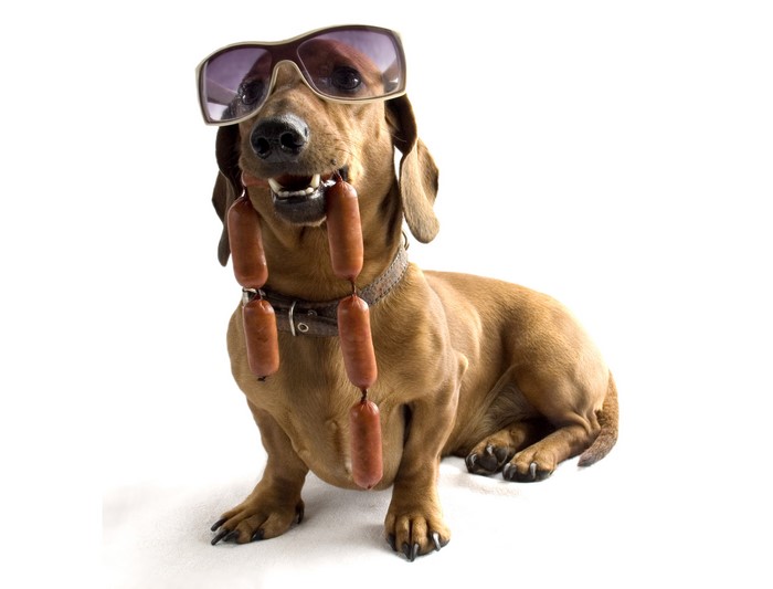 Dachshund wearing sunglasses with sausages
