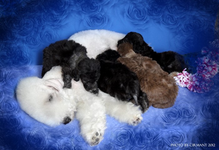 Bedlington Terrier puppies sleeping on blue floral fabric