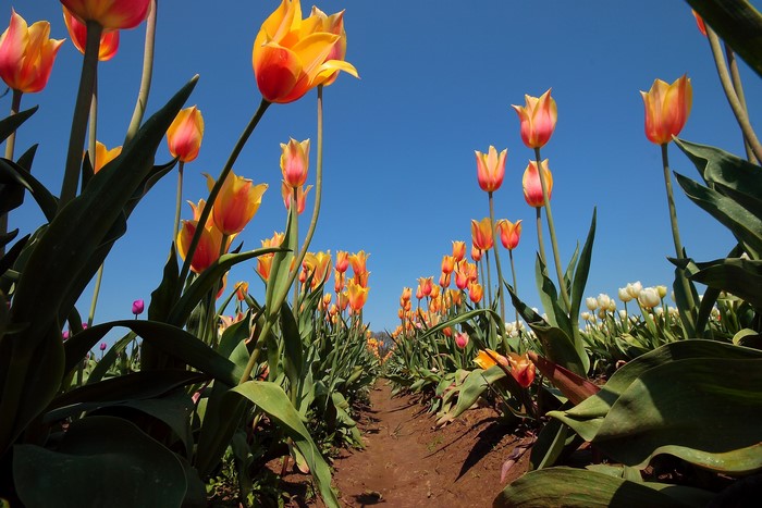 Tulip Field Under a Clear Blue Sky