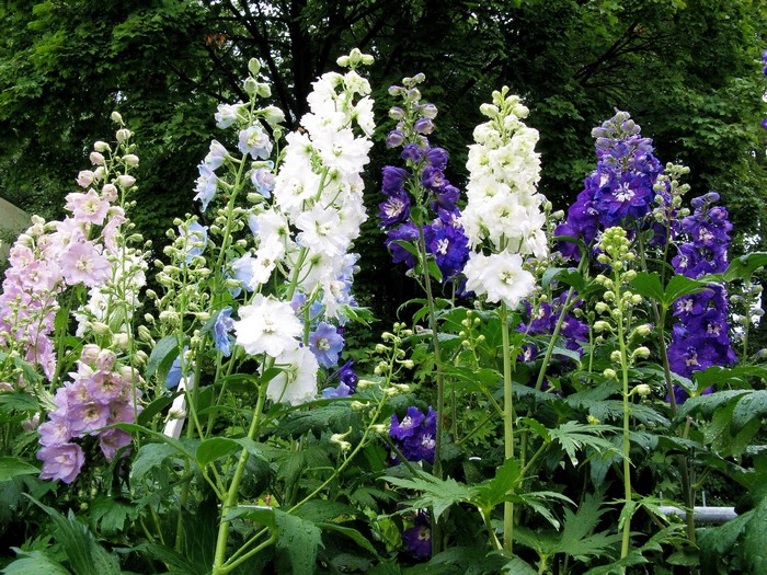 Delphinium flowers in various colors