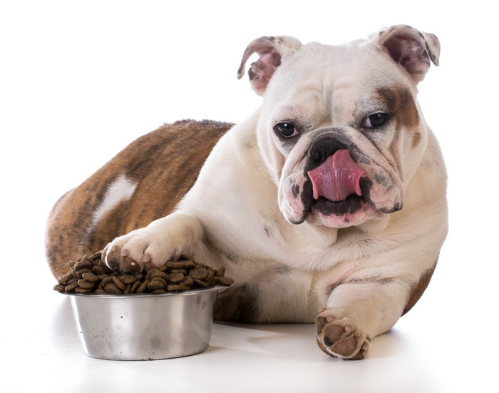 Bulldog with a bowl of dog food