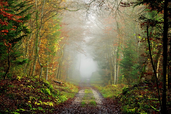 Autumn forest road shrouded in fog