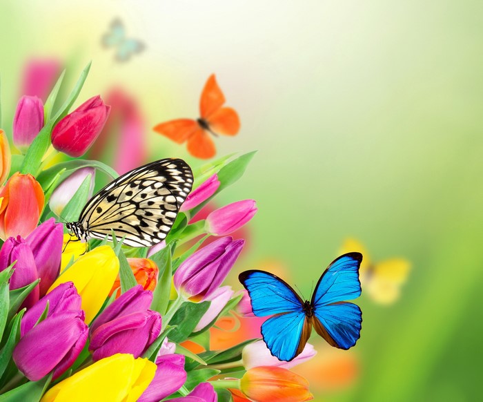 Butterflies and Tulips